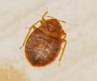 West Palm Beach Bed Bug Exterminators image 5